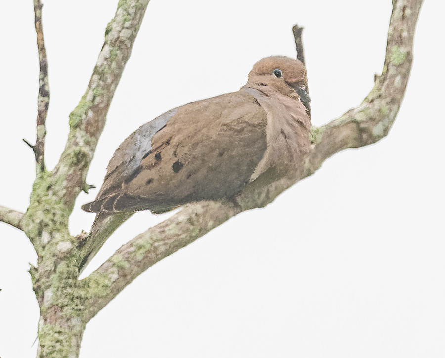 Mourning Dove - ML621399454