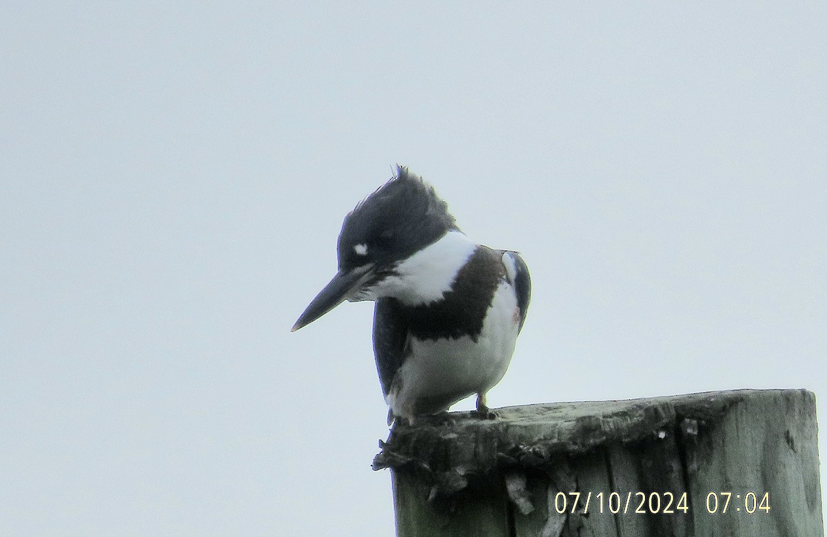 Belted Kingfisher - ML621399467