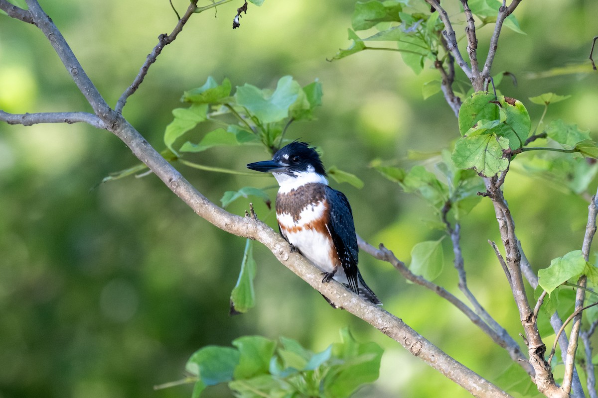 Belted Kingfisher - ML621399479