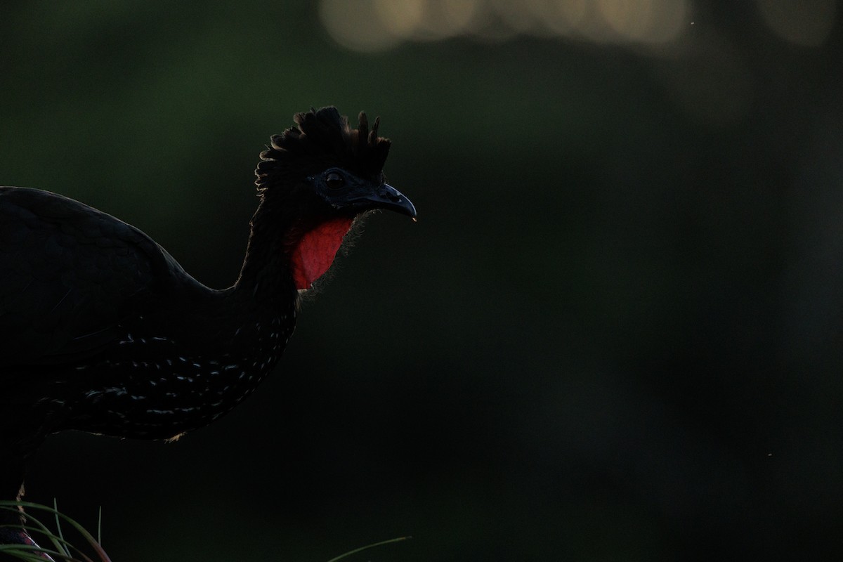 Crested Guan - ML621399510