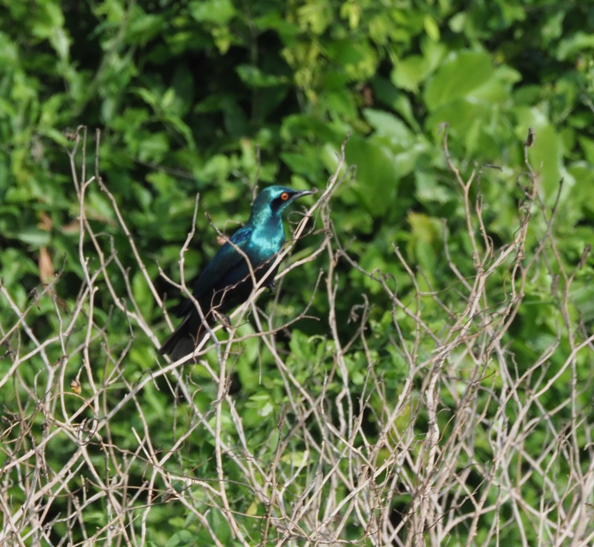 Greater Blue-eared Starling - ML621399529