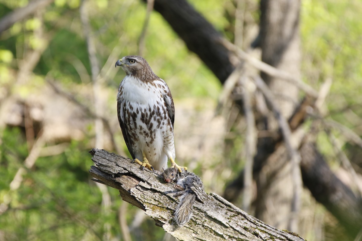 Red-tailed Hawk - ML621399540