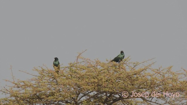 Greater Blue-eared Starling - ML621399633