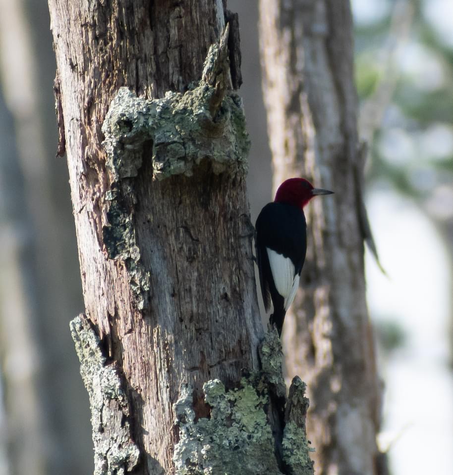 Red-headed Woodpecker - ML621399661