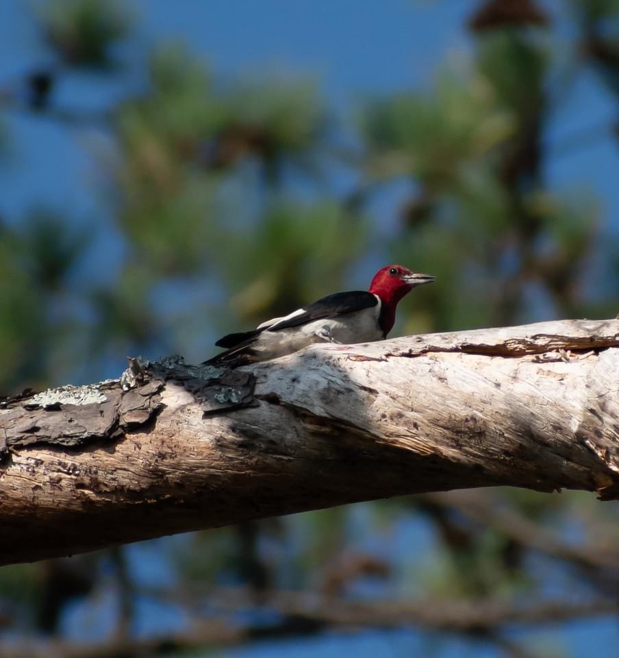 Red-headed Woodpecker - ML621399662
