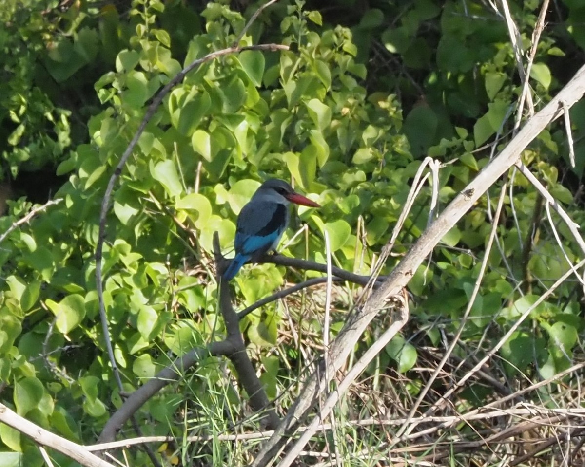 Mangrove Kingfisher - ML621399688