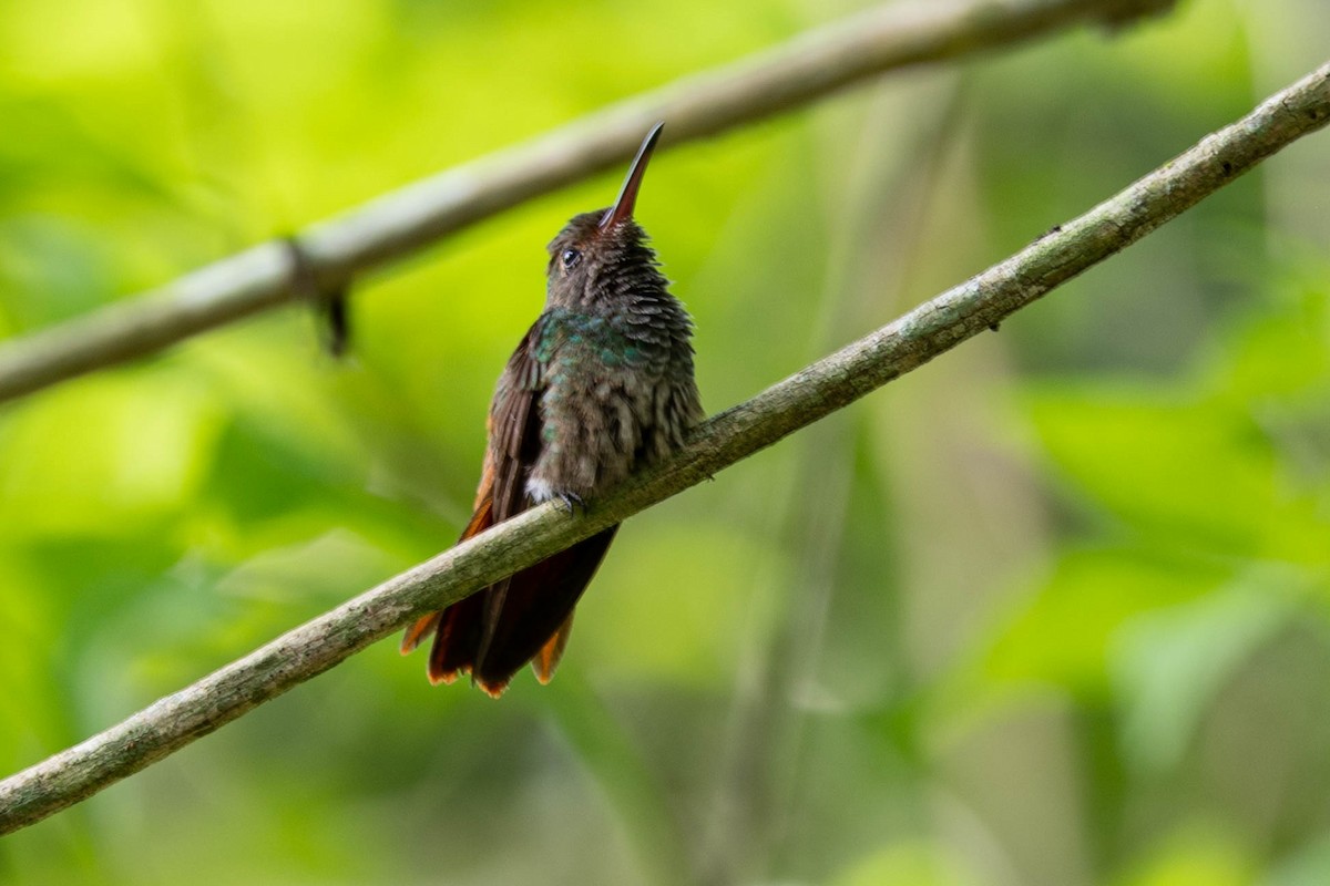 kolibřík rezavoocasý - ML621399746