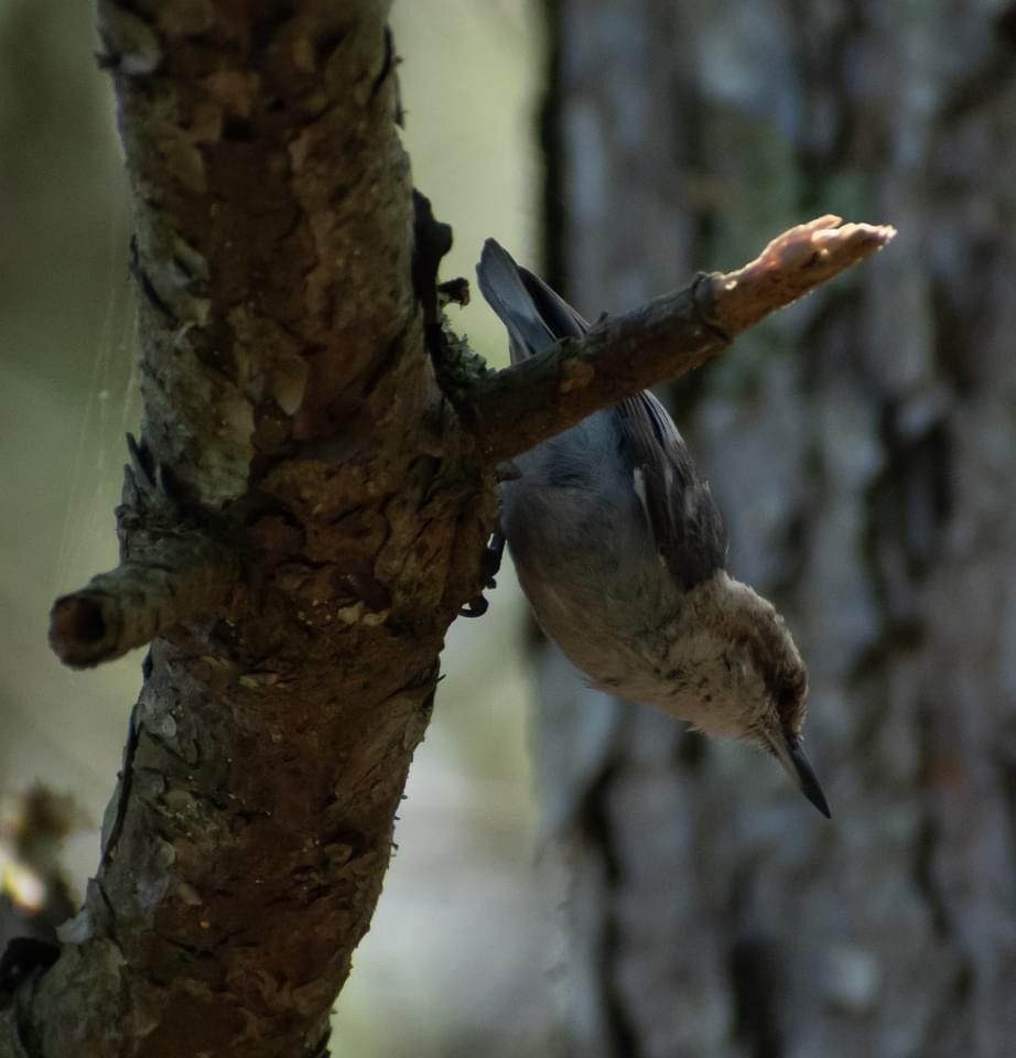 Brown-headed Nuthatch - ML621399845