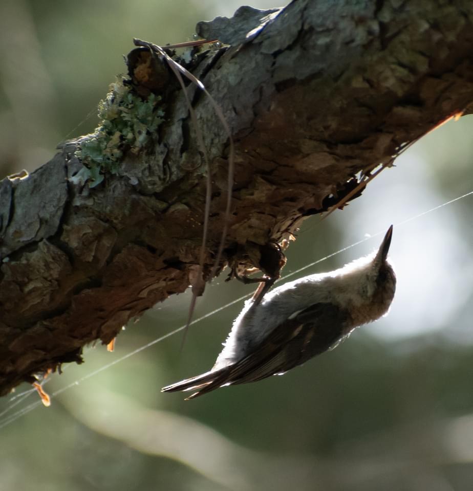 Brown-headed Nuthatch - ML621399846