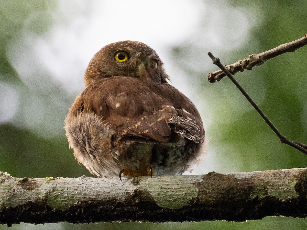 Central American Pygmy-Owl - ML621399849
