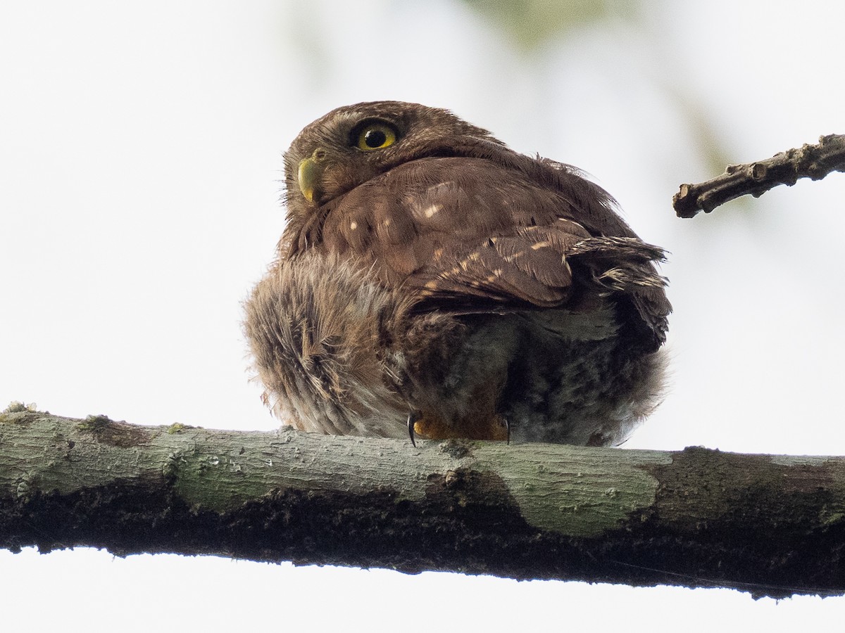 Central American Pygmy-Owl - ML621399850