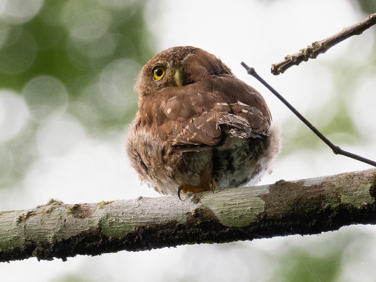 Central American Pygmy-Owl - ML621399851