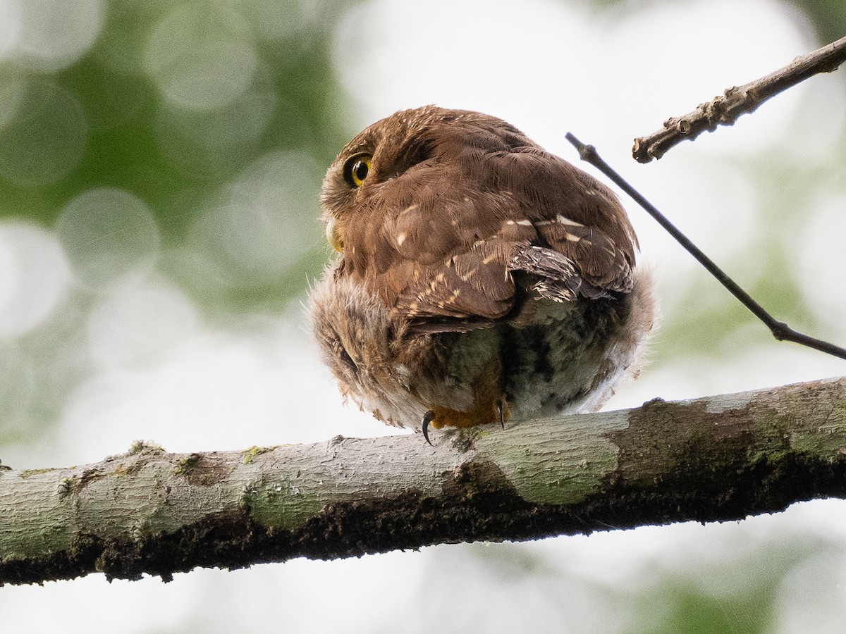 Central American Pygmy-Owl - ML621399853