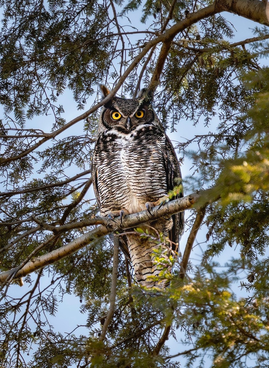 Great Horned Owl - ML621399890