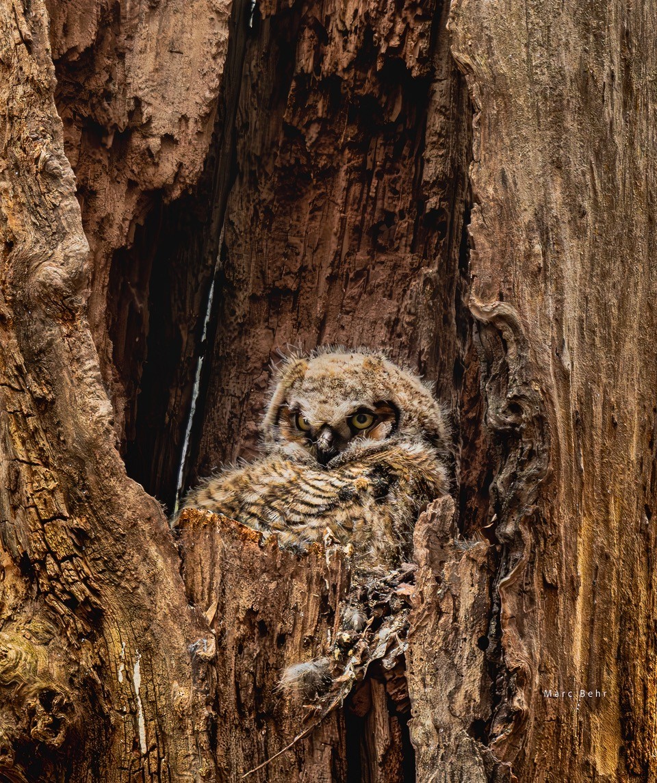 Great Horned Owl - ML621399899