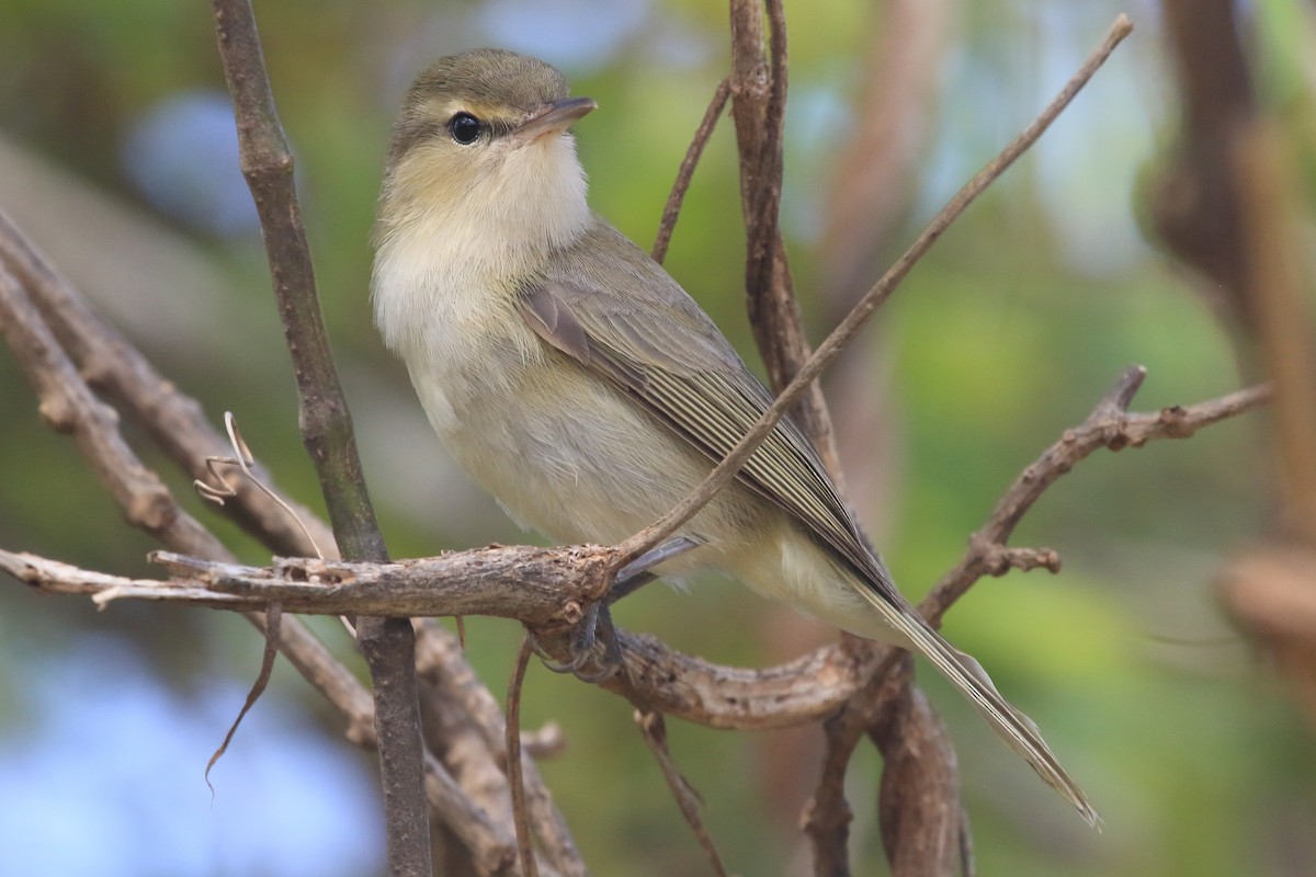 Noronha Vireo - ML621399906