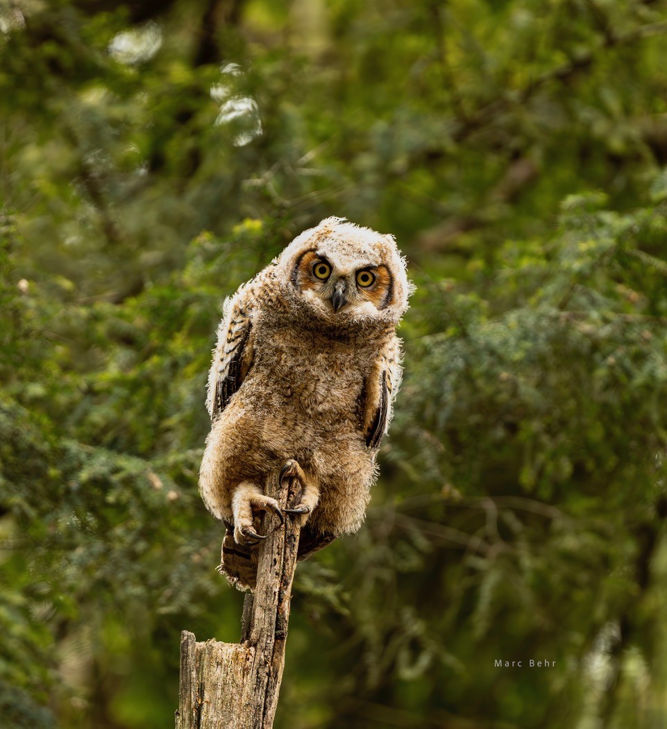 Great Horned Owl - ML621399910