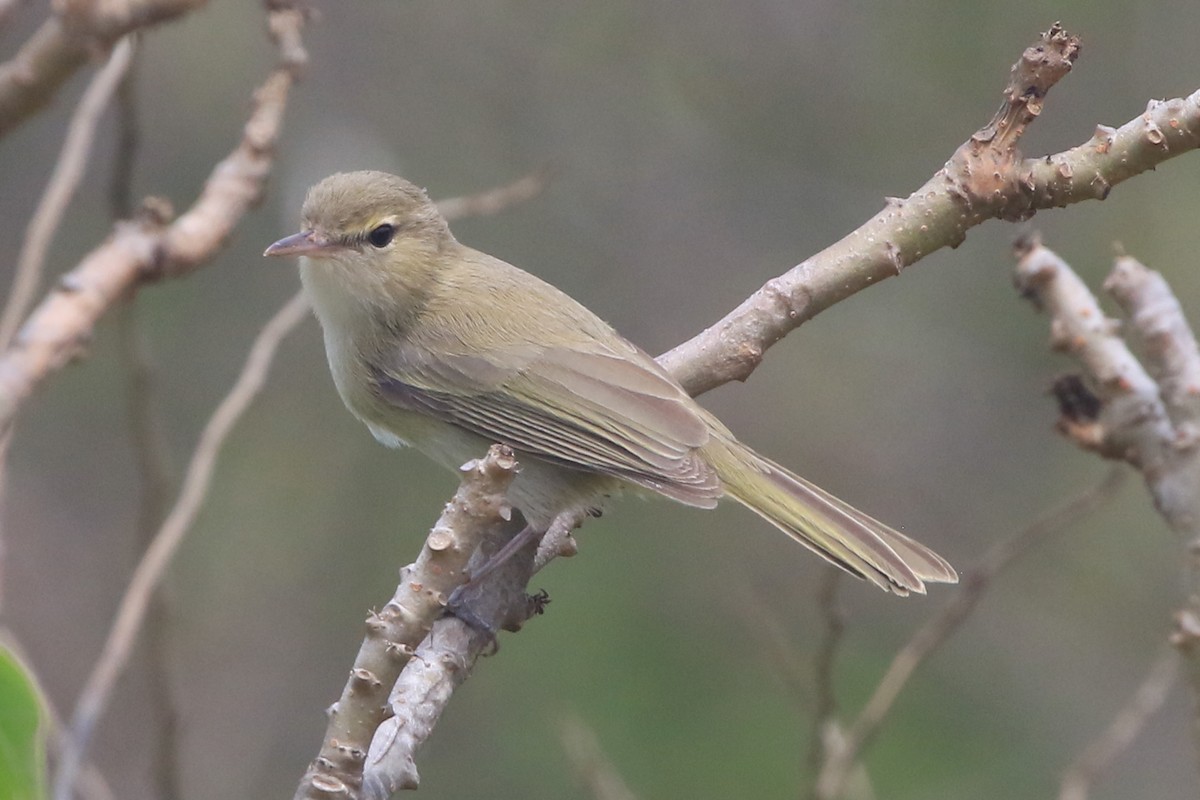 Noronha Vireo - ML621399933