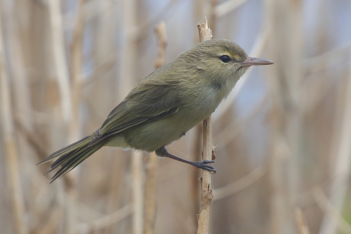 Noronha Vireo - ML621399938