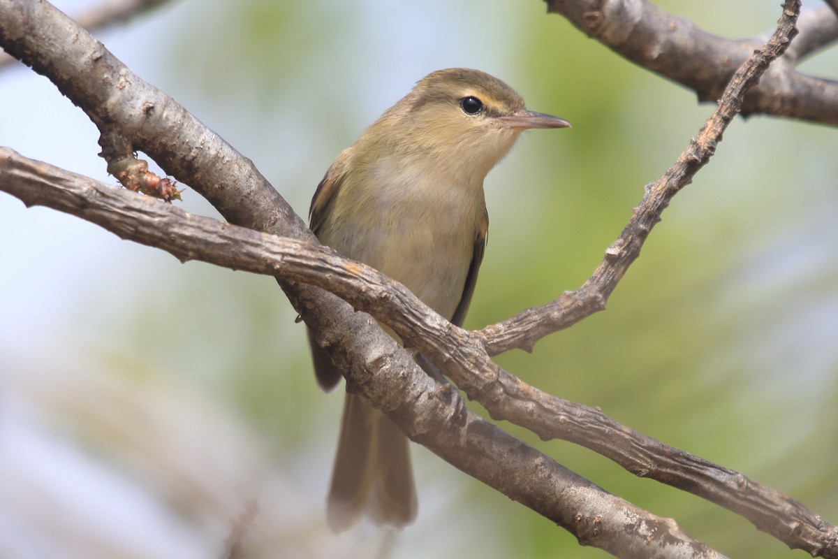 Noronha Vireo - ML621399943