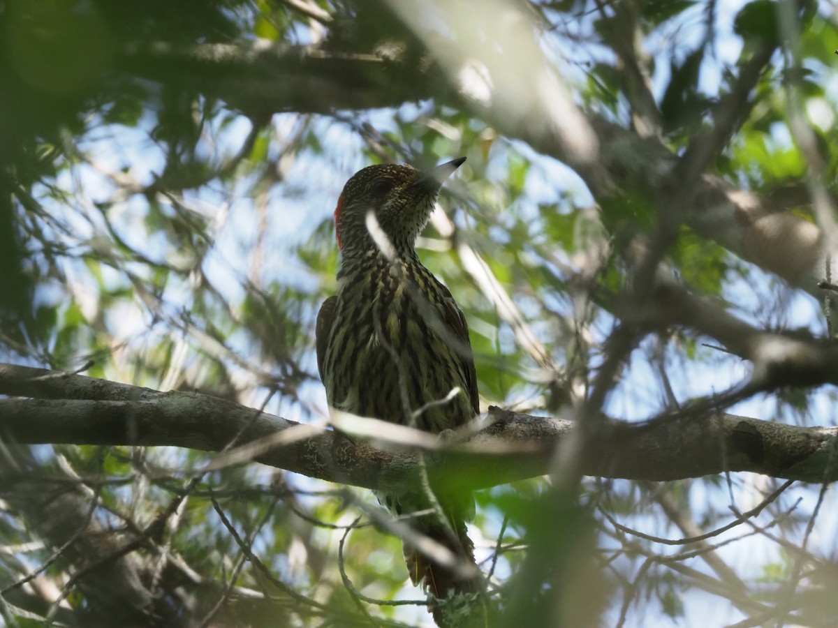 Mombasa Woodpecker - ML621399956