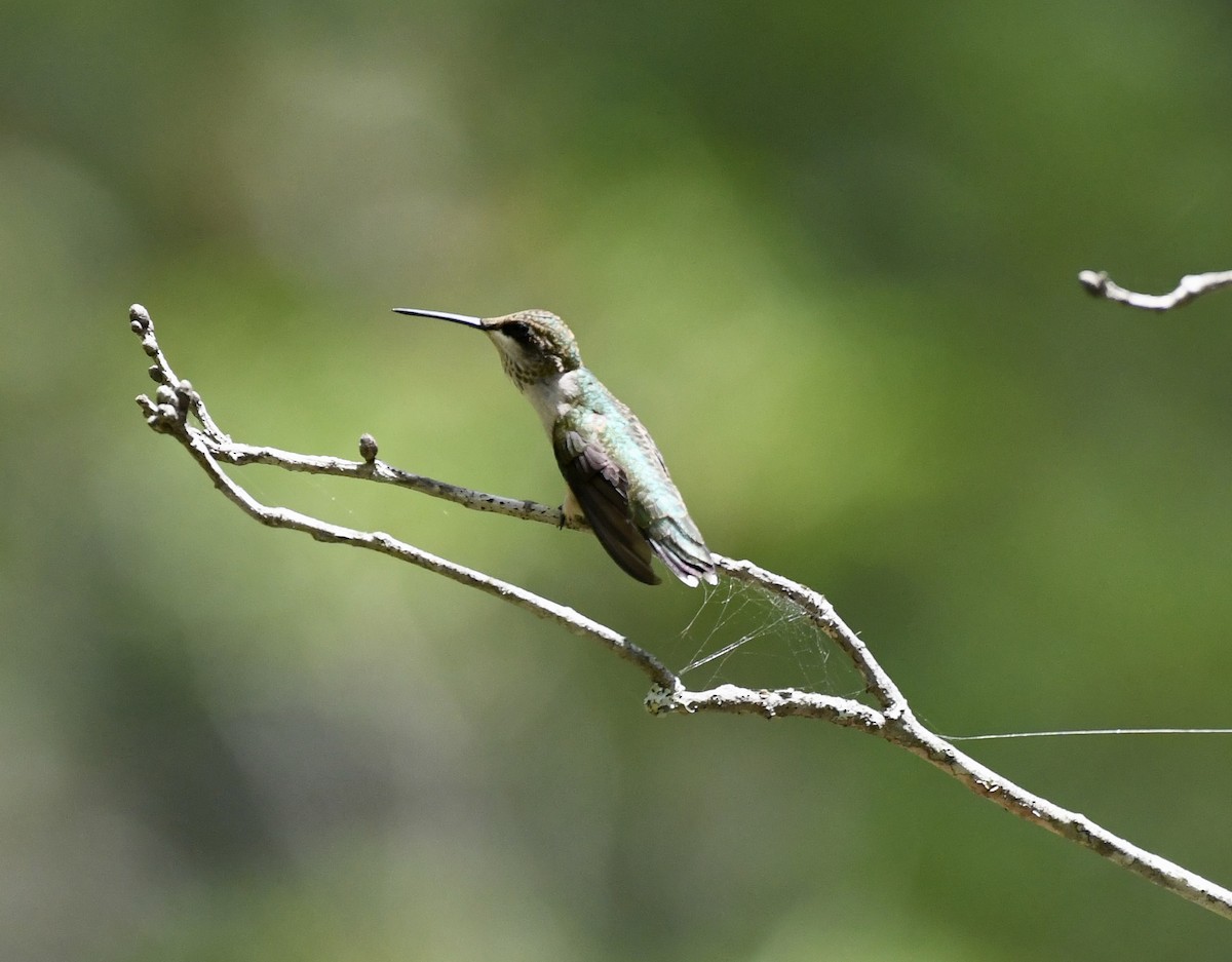 Ruby-throated Hummingbird - ML621399970