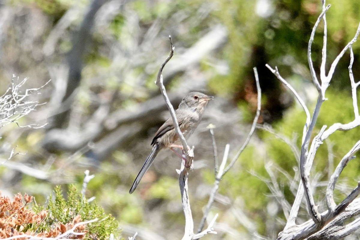 Marmora's Warbler - ML621400013