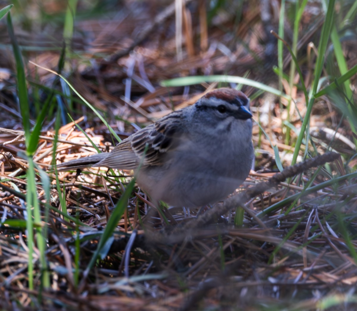 Chipping Sparrow - ML621400037