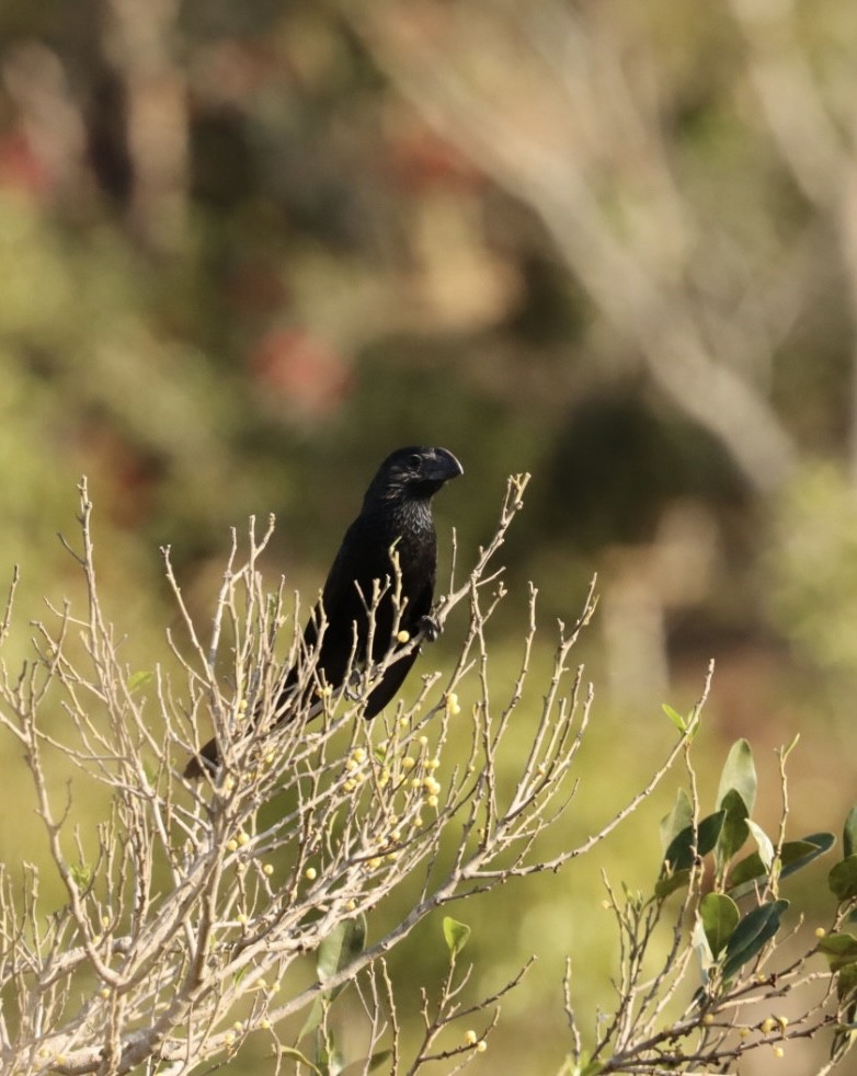 Smooth-billed Ani - ML621400039