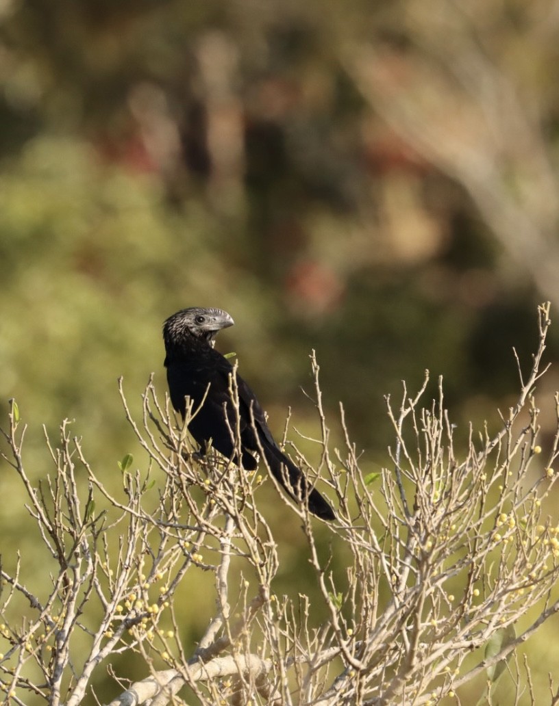 Smooth-billed Ani - ML621400041