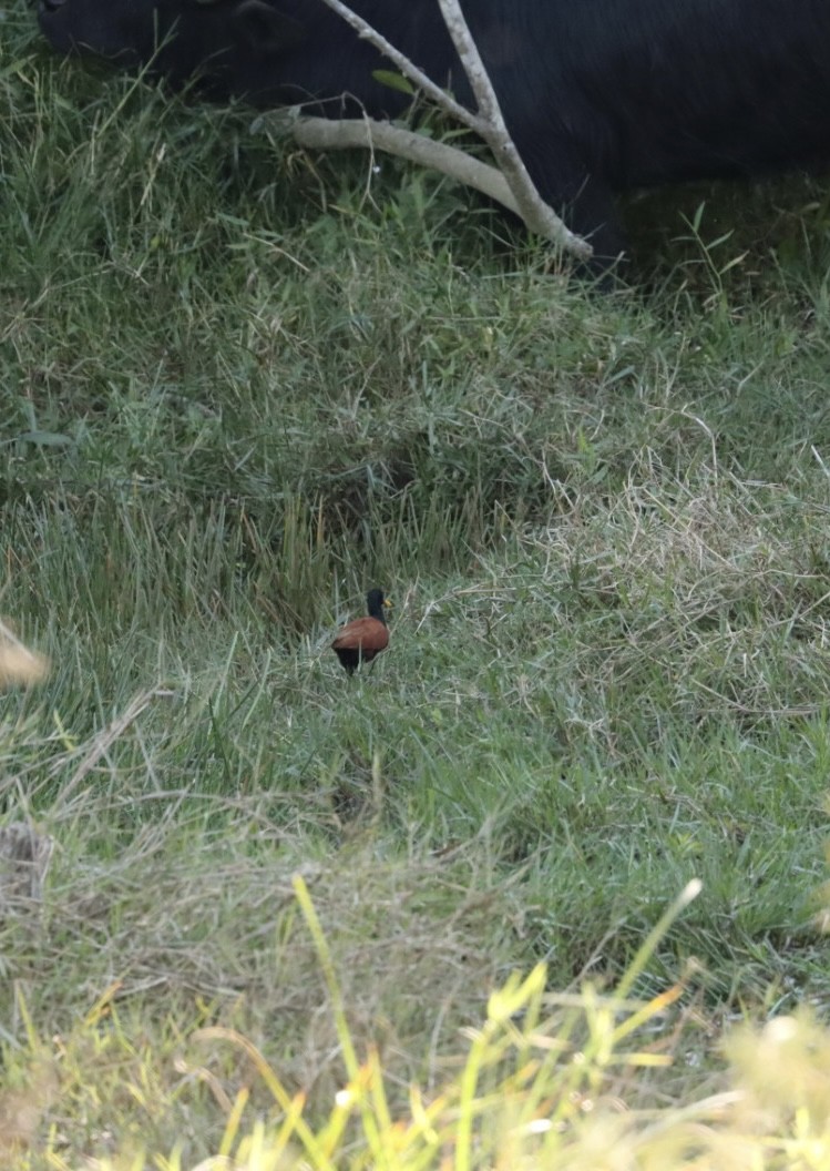 Wattled Jacana - Janaina Souza