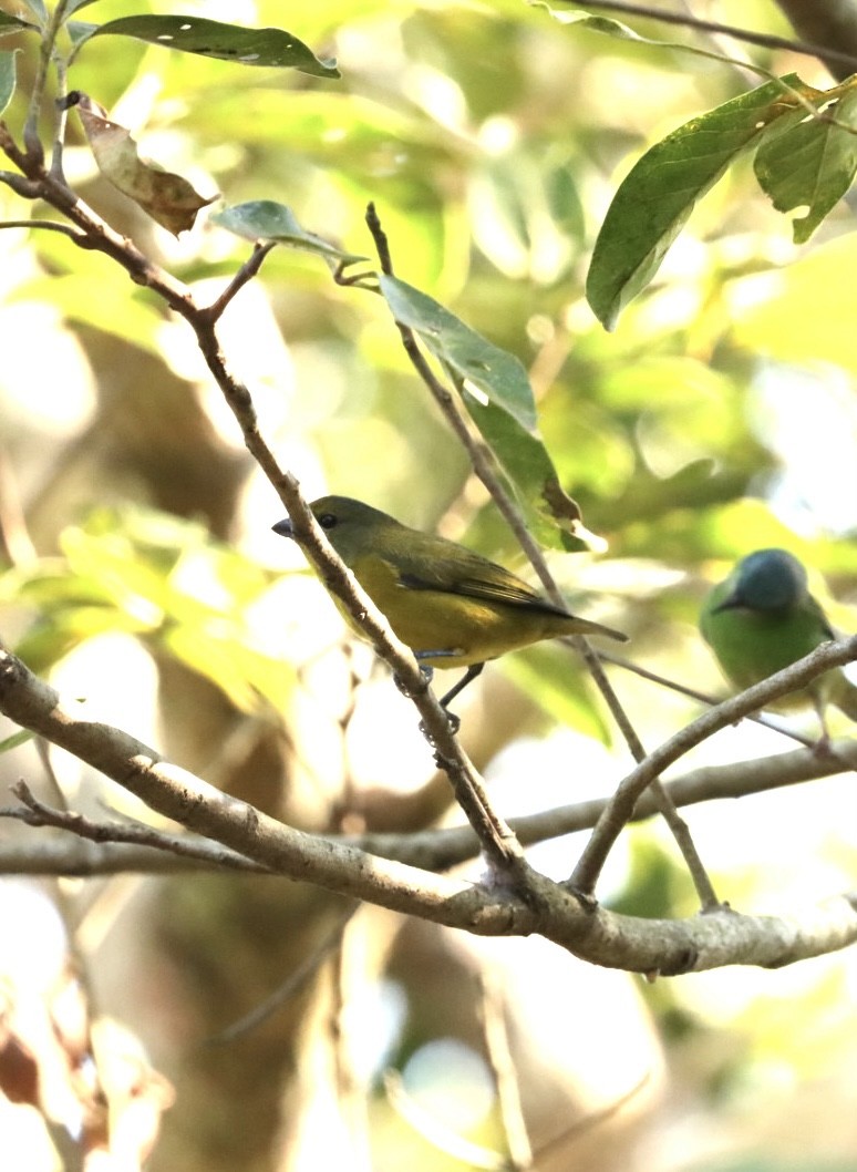 Violaceous Euphonia - ML621400082