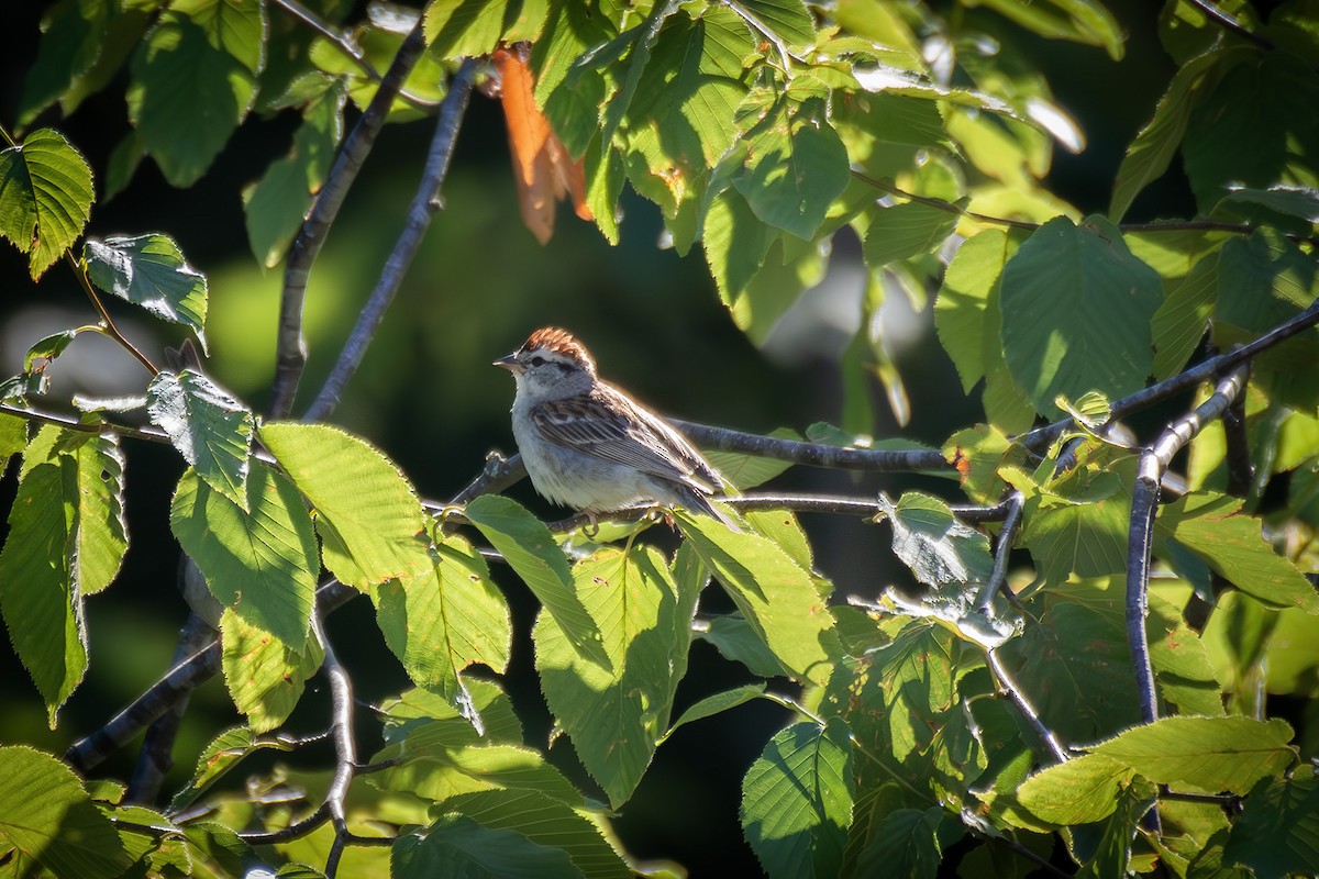 Chipping Sparrow - ML621400084