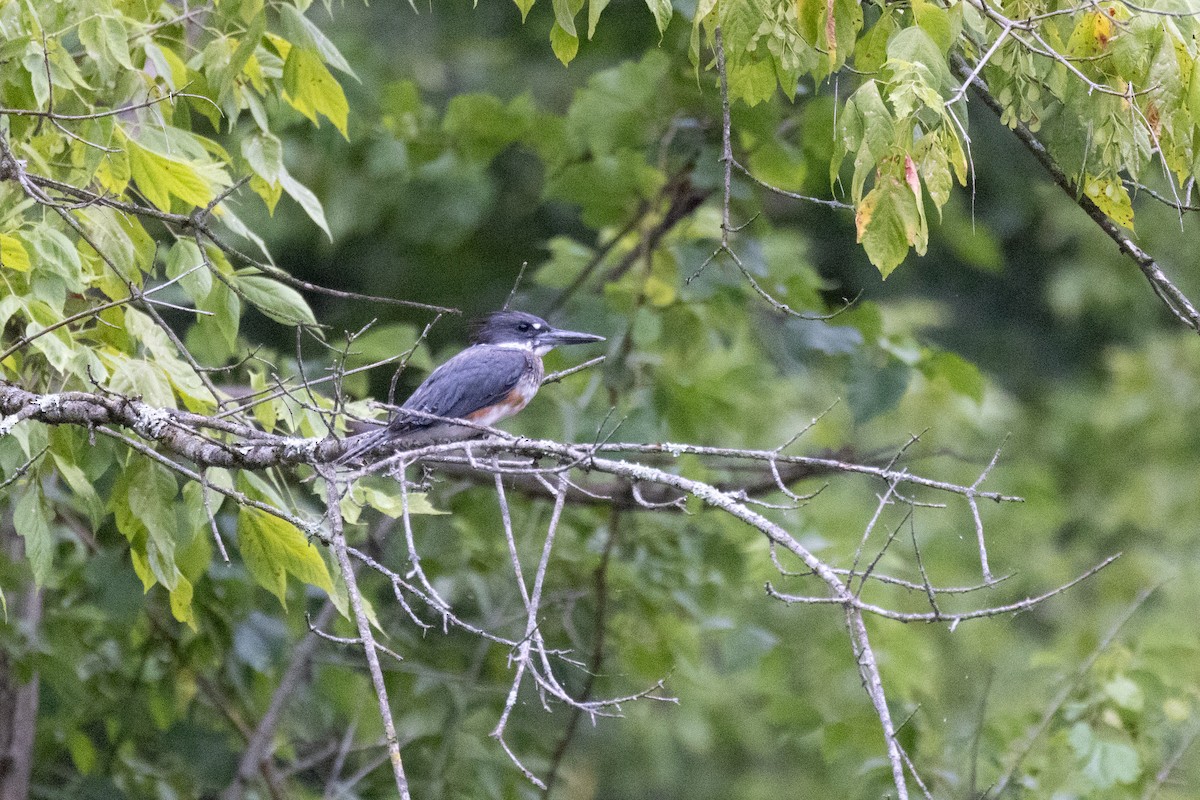 Belted Kingfisher - ML621400111