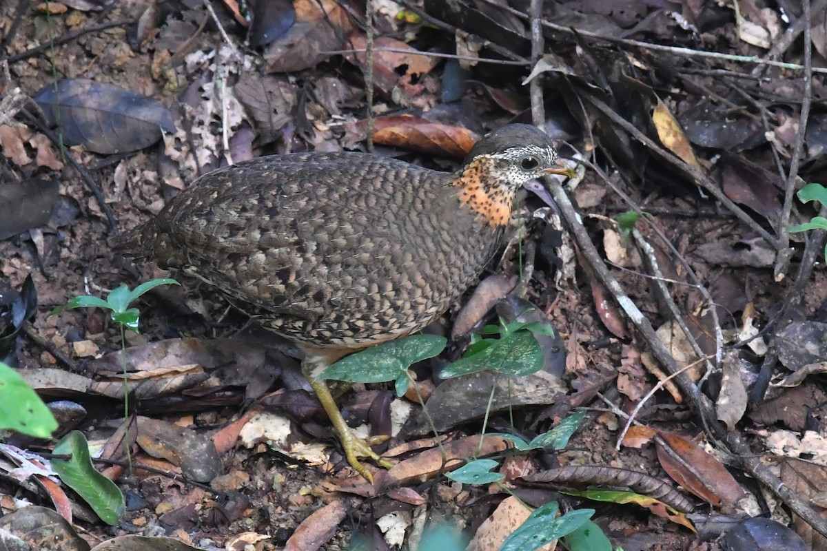 Scaly-breasted Partridge - ML621400115