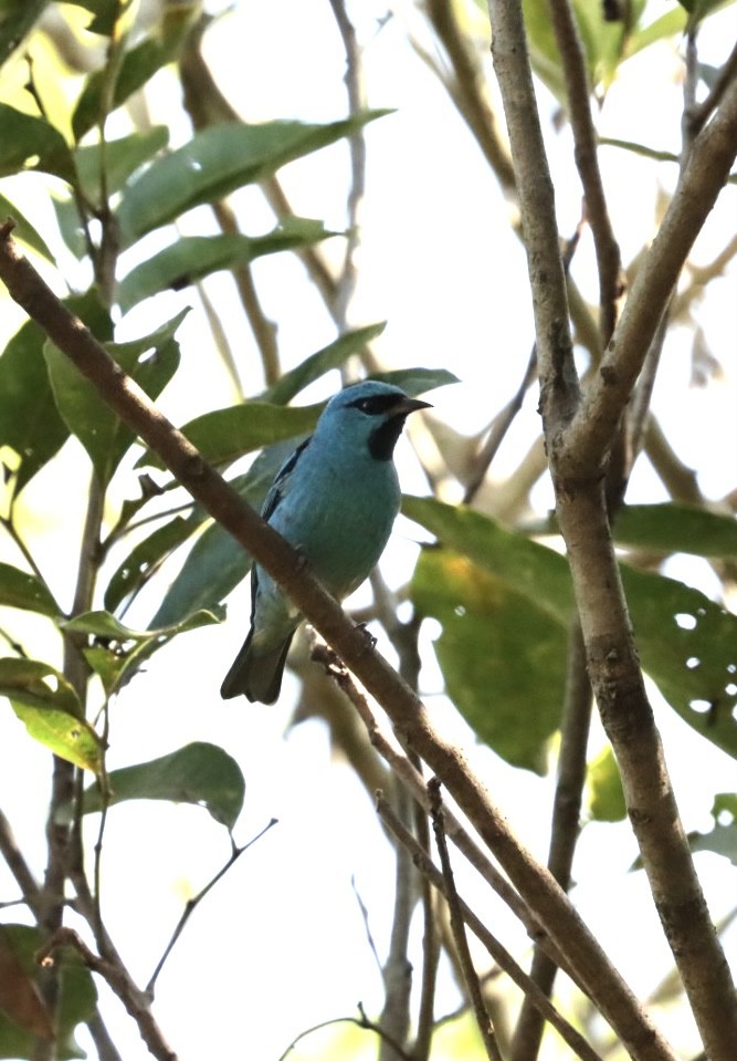 Blue Dacnis - ML621400139