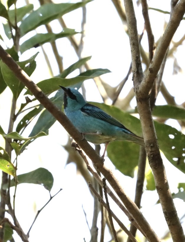 Blue Dacnis - ML621400140