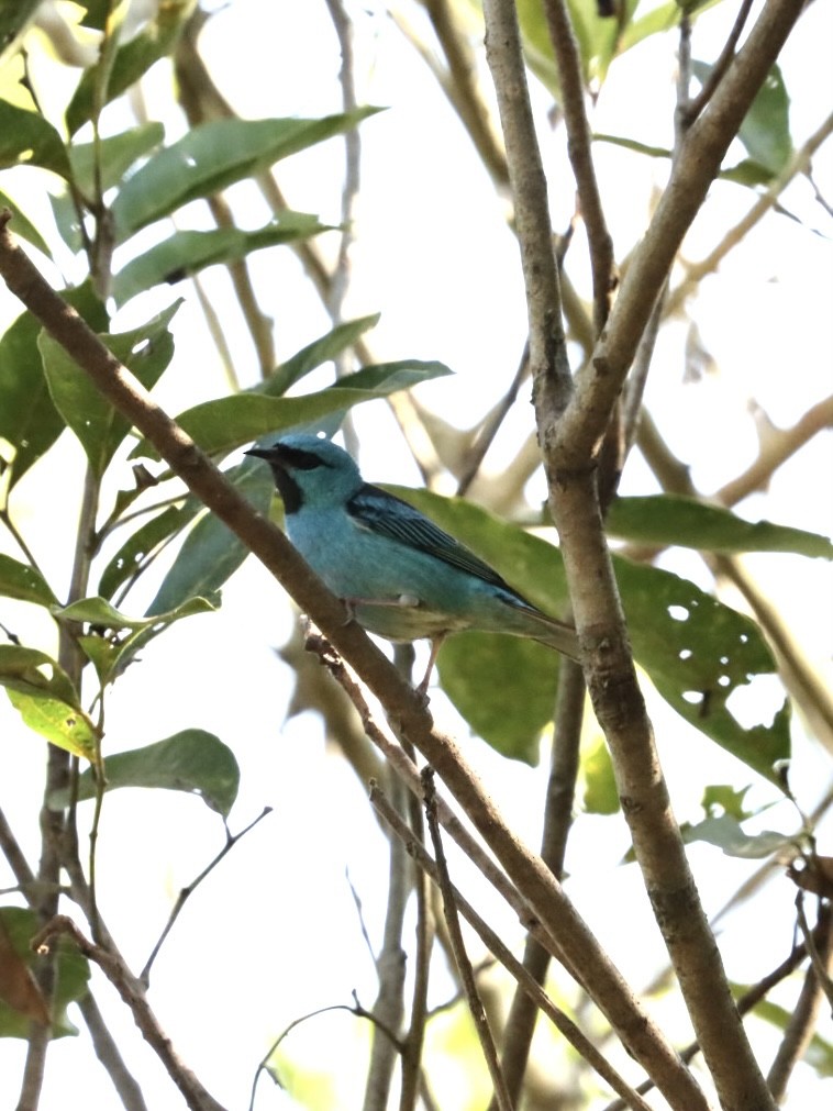 Blue Dacnis - ML621400141