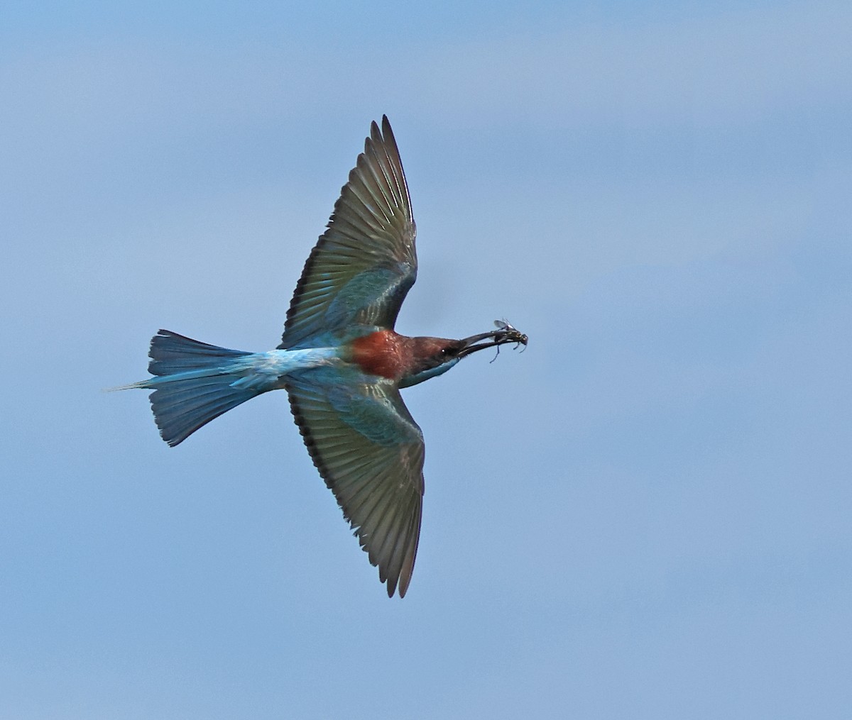 Blue-throated Bee-eater - ML621400191