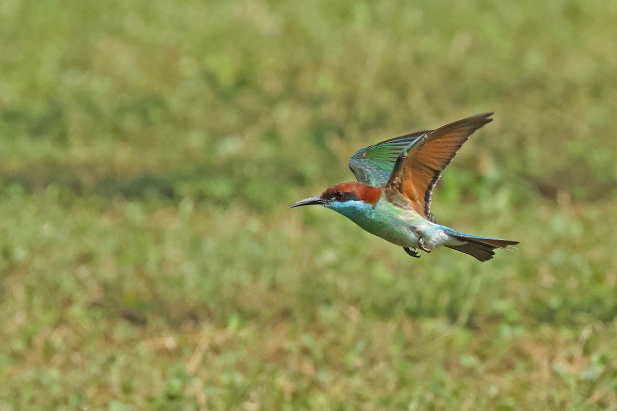 Blue-throated Bee-eater - ML621400192