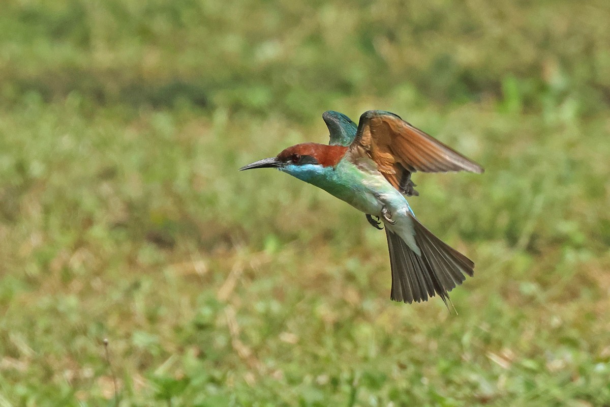 Blue-throated Bee-eater - ML621400193
