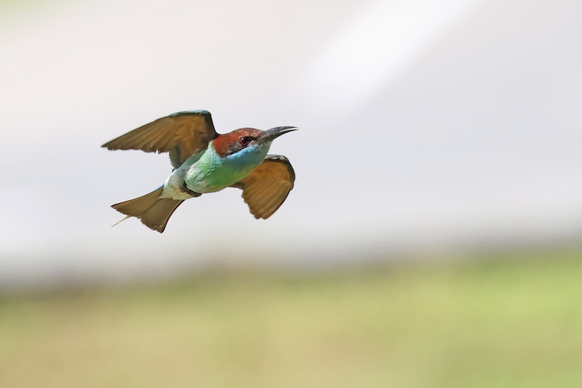 Blue-throated Bee-eater - ML621400194