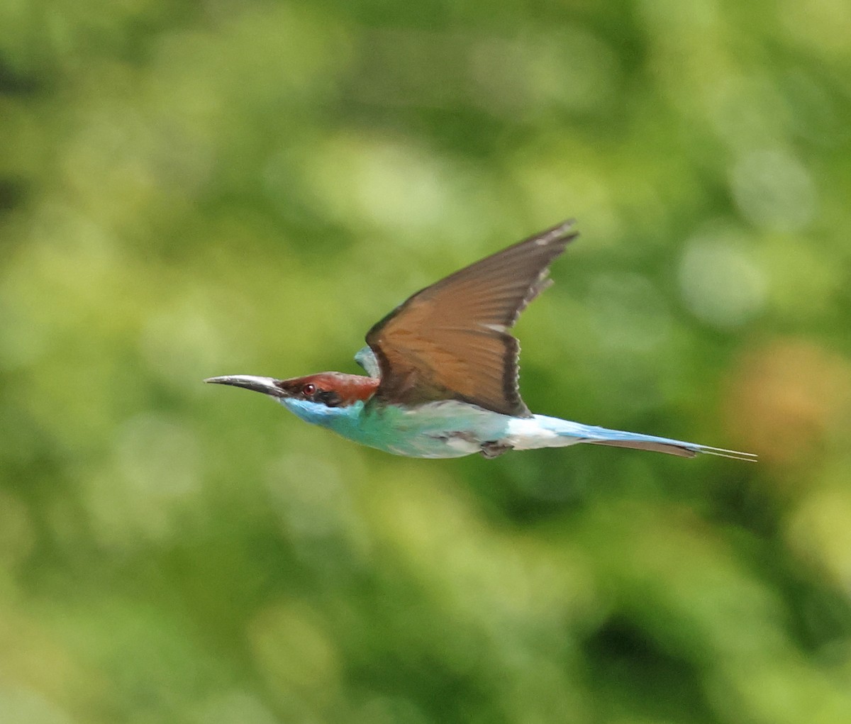 Blue-throated Bee-eater - ML621400195