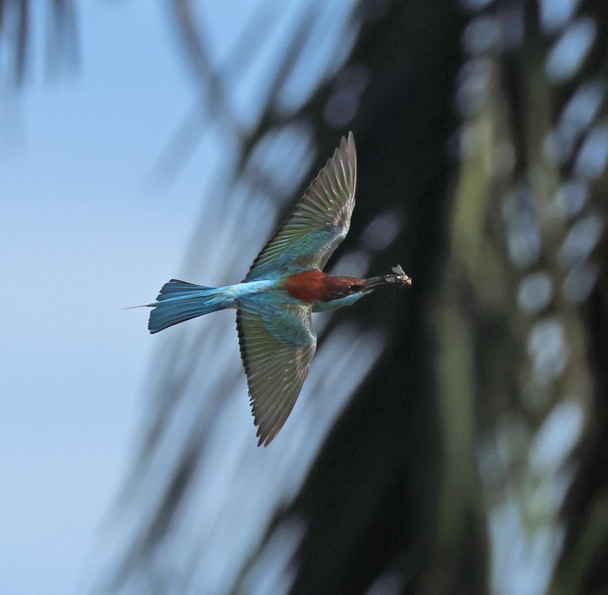 Blue-throated Bee-eater - ML621400199