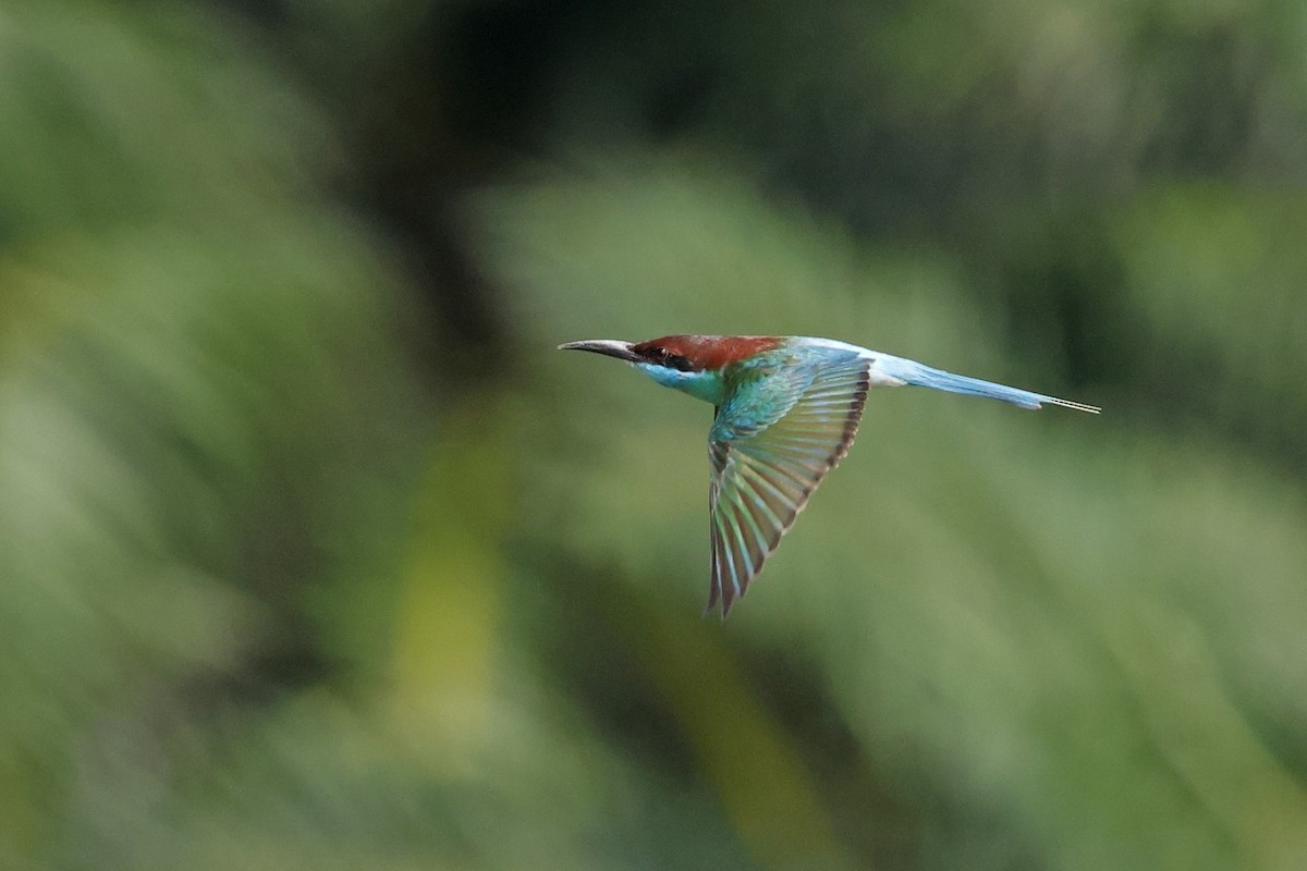 Blue-throated Bee-eater - ML621400200