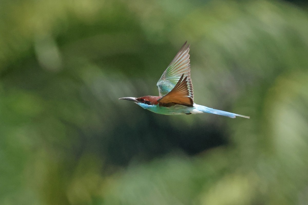 Blue-throated Bee-eater - ML621400201
