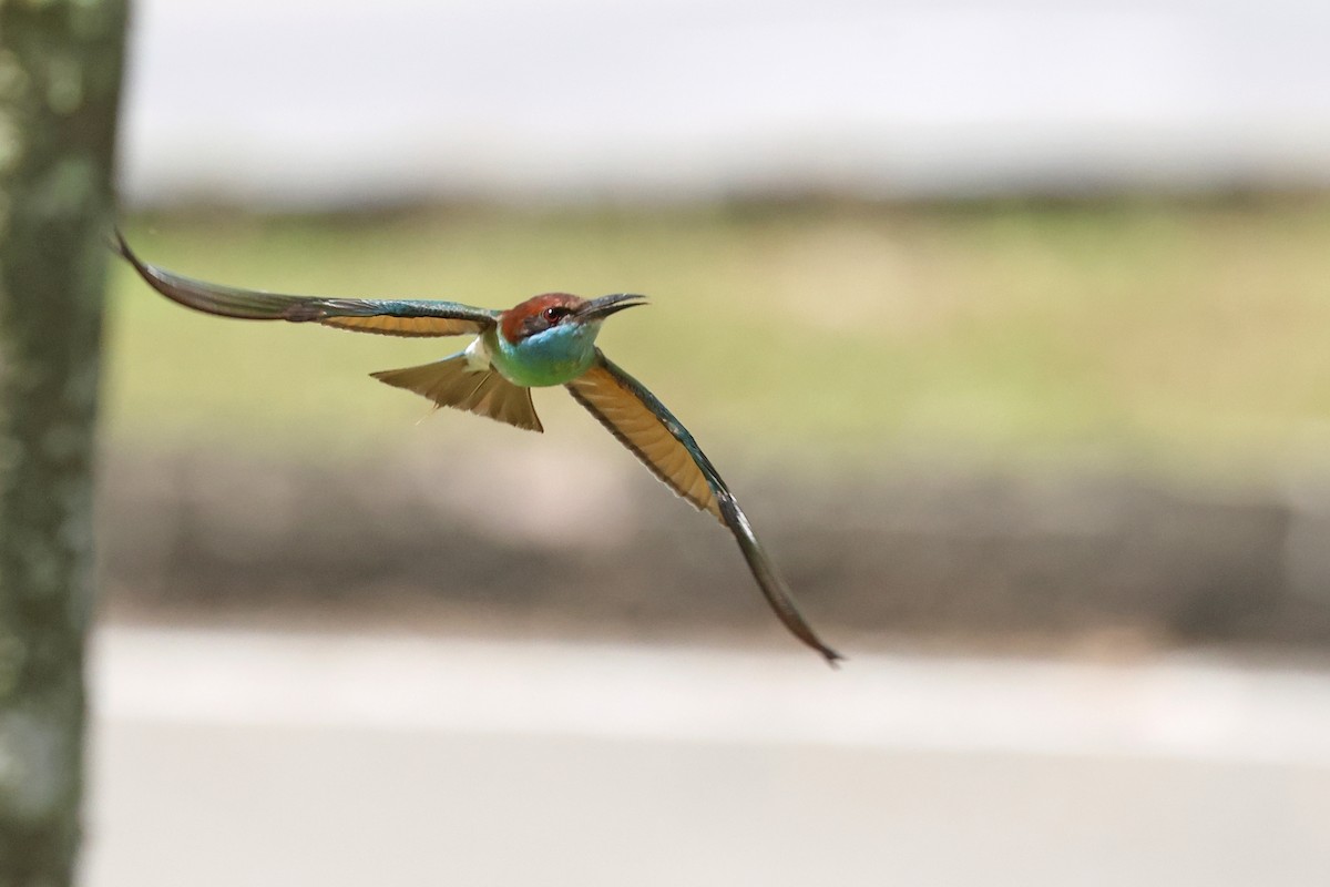 Blue-throated Bee-eater - ML621400203