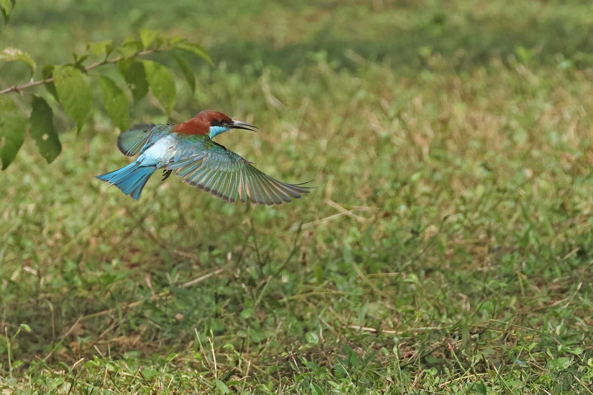 Blue-throated Bee-eater - ML621400204