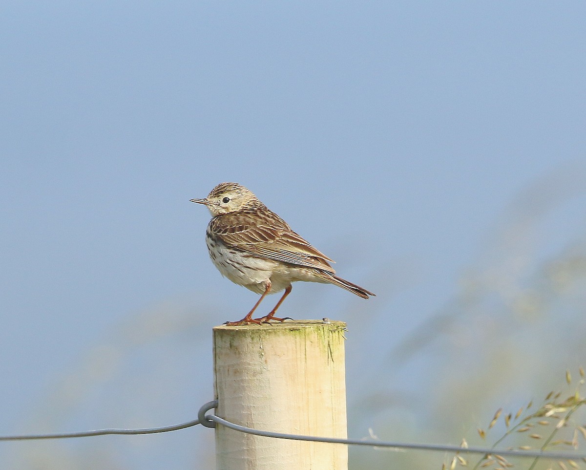 Meadow Pipit - ML621400229