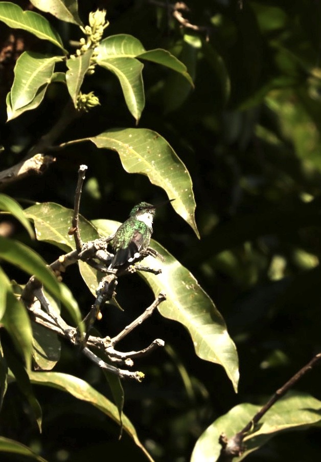 White-throated Hummingbird - ML621400230